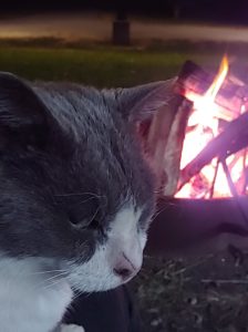 Cat by the fire